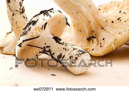 Mushrooms (Hygrophorus sp. ) View Large Photo Image Stock Image - Mushrooms (Hygrophorus sp. ). Fotosearch