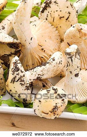 Mushrooms (Hygrophorus sp. ) View Large Photo Image Stock Image - Mushrooms (Hygrophorus sp. ). Fotosearch