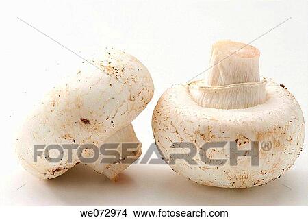 Picture - Mushrooms. Fotosearch
