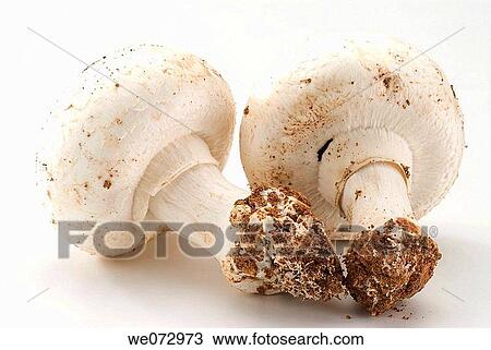 Stock Image - Mushrooms. Fotosearch