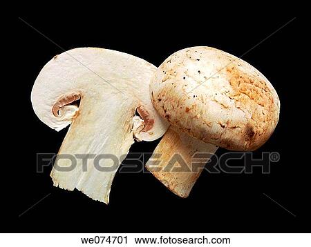 Mushrooms View Large Photo Image Stock Image - Mushrooms. Fotosearch