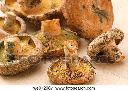 Mushrooms View Large Photo Image Stock Photo - Mushrooms. Fotosearch
