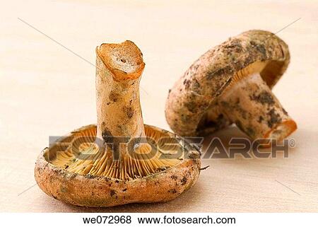 Mushrooms View Large Photo Image Stock Photo - Mushrooms. Fotosearch