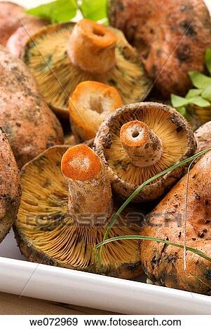 Mushrooms View Large Photo Image Stock Photo - Mushrooms. Fotosearch