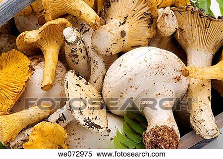 Mushrooms View Large Photo Image Stock Photography - Mushrooms. Fotosearch