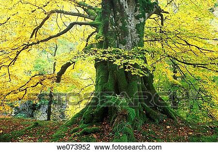 Old beech tree in autumn, Tayside, Highlands, Scotland, UK View Large Photo Image Stock Image - Old beech tree in autumn, Tayside, Highlands, Scotland, UK. Fotosearch