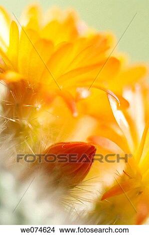 Orange Cactus Blooms and Bud. Mamillaria hybrid. April 2007, Maryland, USA View Large Photo Image Picture - Orange Cactus Blooms and Bud. Mamillaria hybrid. April 2007, Maryland, USA. Fotosearch