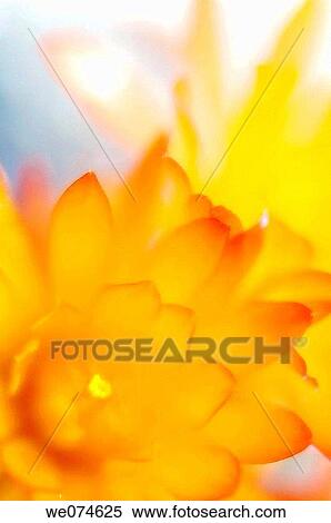 Orange Cactus Blooms and Bud. Mamillaria hybrid. April 2007, Maryland, USA View Large Photo Image Stock Photography - Orange Cactus Blooms and Bud. Mamillaria hybrid. April 2007, Maryland, USA. Fotosearch
