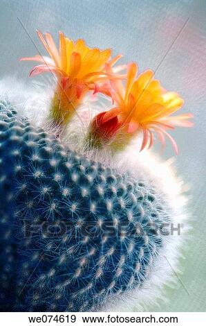 Orange Cactus in Bloom. Mammillaria hybrid. April 2007, Maryland, USA View Large Photo Image Stock Photo - Orange Cactus in Bloom. Mammillaria hybrid. April 2007, Maryland, USA. Fotosearch