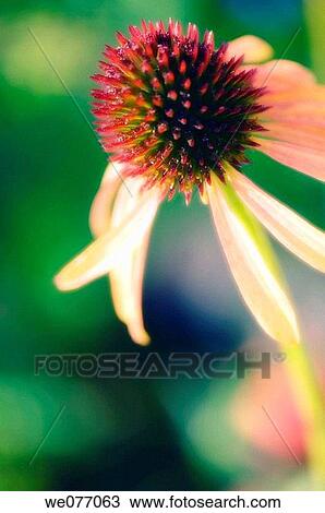 Stock Image - Orange Coneflower. Echinacea hybrid. April 2007, Maryland, USA. Fotosearch