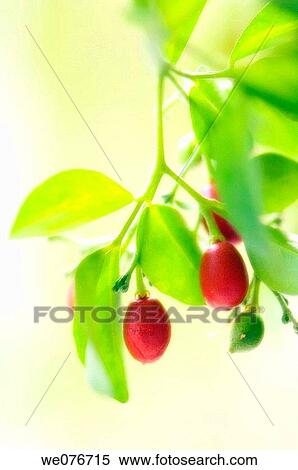 Orange Jasmine Fruits. Murraya paniculata. November 2006, Maryland, USA View Large Photo Image Stock Photography - Orange Jasmine Fruits. Murraya paniculata. November 2006, Maryland, USA. Fotosearch