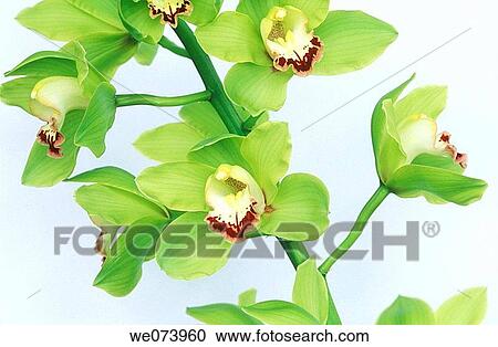Orchid blossom, species Cymbidium, Hyprid View Large Photo Image Stock Image - Orchid blossom, species Cymbidium, Hyprid. Fotosearch