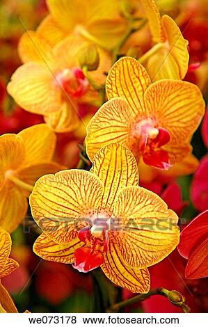 Orchids (Phalaenopsis hybr. ) View Large Photo Image Stock Photo - Orchids (Phalaenopsis hybr. ). Fotosearch