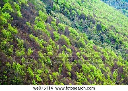 Ordu±a. Biscay, Euskadi, Spain. View Large Photo Image Picture - Ordu±a. Biscay, Euskadi, Spain.. Fotosearch