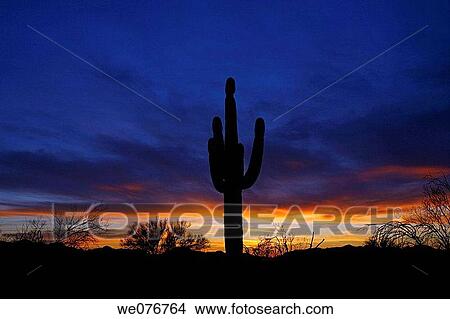 Organ Pipe Cactus park in Arizona, USA View Large Photo Image Picture - Organ Pipe Cactus park in Arizona, USA. Fotosearch