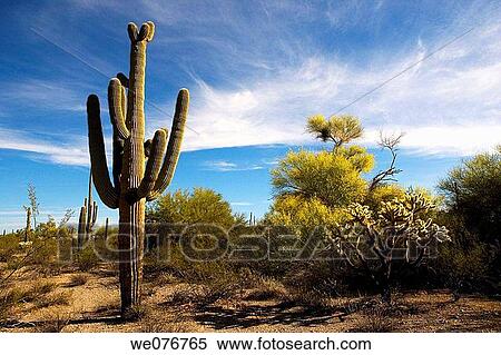 Organ Pipe Cactus park in Arizona, USA View Large Photo Image Stock Photography - Organ Pipe Cactus park in Arizona, USA. Fotosearch