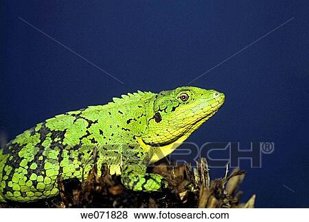 Oriental Garden Lizard (Calotes versicolor) at Eagle Nest Wildlife Sanctuary, Arunachal Pradesh, India View Large Photo Image Stock Photo - Oriental Garden Lizard (Calotes versicolor) at Eagle Nest Wildlife Sanctuary, Arunachal Pradesh, India. Fotosearch
