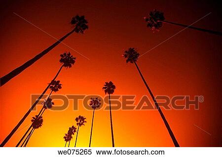PALM TREES BEVERLY. HILLS LOS ANGELES. CALIFORNIA. USA View Large Photo Image Stock Photography - PALM TREES BEVERLY. HILLS LOS ANGELES. CALIFORNIA. USA. Fotosearch