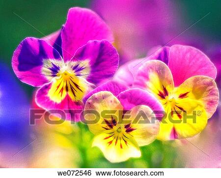 Pansies View Large Photo Image Stock Photograph - Pansies. Fotosearch