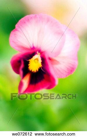 Pansy Bloom. Viola x wittrockiana. June 2006, Maryland, USA View Large Photo Image Stock Image - Pansy Bloom. Viola x wittrockiana. June 2006, Maryland, USA. Fotosearch