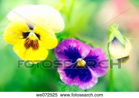Pansy Flower Duo and a Bud. Viola x wittrockiana. June 2006, Maryland, USA View Large Photo Image Stock Photography - Pansy Flower Duo and a Bud. Viola x wittrockiana. June 2006, Maryland, USA. Fotosearch