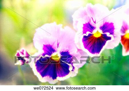 Pansy Flower Duo. Viola x wittrockiana. June 2006, Maryland, USA View Large Photo Image Picture - Pansy Flower Duo. Viola x wittrockiana. June 2006, Maryland, USA. Fotosearch