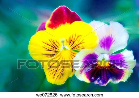 Pansy Flower Duo. Viola x wittrockiana. June 2006, Maryland, USA View Large Photo Image Stock Photograph - Pansy Flower Duo. Viola x wittrockiana. June 2006, Maryland, USA. Fotosearch