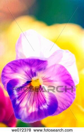 Pansy Flower. Viola x wittrockiana. May 2007, Maryland, USA View Large Photo Image Stock Photo - Pansy Flower. Viola x wittrockiana. May 2007, Maryland, USA. Fotosearch