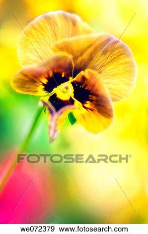 Pansy Flower. Viola x wittrockiana. May 2007, Maryland, USA View Large Photo Image Stock Photo - Pansy Flower. Viola x wittrockiana. May 2007, Maryland, USA. Fotosearch