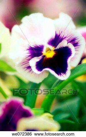 Pansy Flower. Viola x wittrockiana. May 2007, Maryland, USA View Large Photo Image Stock Photograph - Pansy Flower. Viola x wittrockiana. May 2007, Maryland, USA. Fotosearch