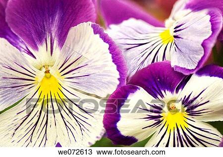 Pansy Flowers. Viola x wittrockiana. June 2006, Maryland, USA View Large Photo Image Stock Image - Pansy Flowers. Viola x wittrockiana. June 2006, Maryland, USA. Fotosearch