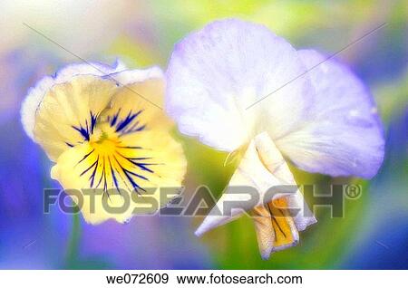 Stock Photo - Pansy Flowers. Viola x wittrockiana. June 2006, Maryland, USA. Fotosearch