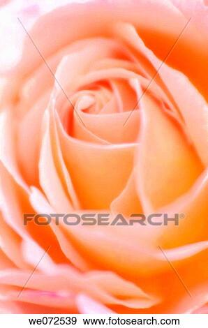 Peach Colored Rose. Rosa hybrid. May 2006, Maryland, USA View Large Photo Image Stock Photo - Peach Colored Rose. Rosa hybrid. May 2006, Maryland, USA. Fotosearch