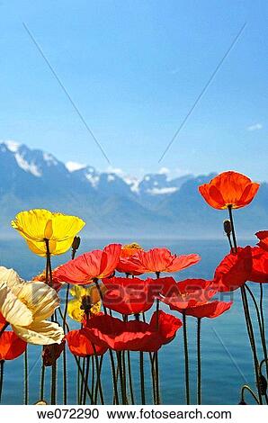 Pennine Alps and Lake Geneva viewed from the waterfront at Montreux, Switzerland, Europe View Large Photo Image Stock Image - Pennine Alps and Lake Geneva viewed from the waterfront at Montreux, Switzerland, Europe. Fotosearch