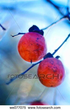 Persimmon Fruits. Diospyrus virginiana. April 2007, Maryland, USA View Large Photo Image Stock Photography - Persimmon Fruits. Diospyrus virginiana. April 2007, Maryland, USA. Fotosearch