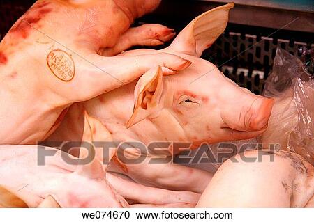 Piglets at La Boqueria market, Barcelona. Catalonia, Spain View Large Photo Image Stock Image - Piglets at La Boqueria market, Barcelona. Catalonia, Spain. Fotosearch