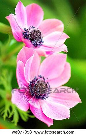 Pink Anemone Poppies. Anemone coronaria. April 2007, Maryland, USA View Large Photo Image Stock Image - Pink Anemone Poppies. Anemone coronaria. April 2007, Maryland, USA. Fotosearch