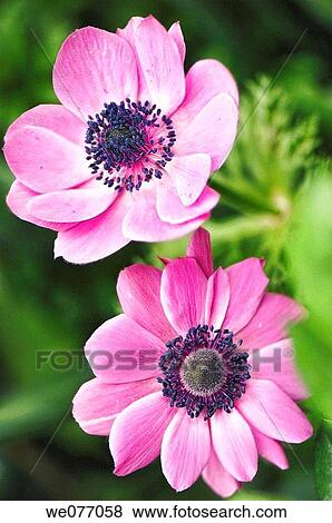 Pink Anemone Poppies. Anemone coronaria. April 2007, Maryland, USA View Large Photo Image Stock Photo - Pink Anemone Poppies. Anemone coronaria. April 2007, Maryland, USA. Fotosearch