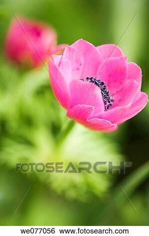 Pink Anemone Poppies. Anemone coronaria. April 2007, Maryland, USA View Large Photo Image Stock Photograph - Pink Anemone Poppies. Anemone coronaria. April 2007, Maryland, USA. Fotosearch