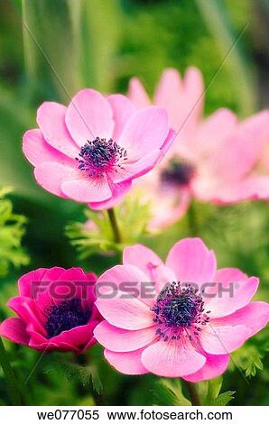 Pink Anemone Poppies. Anemone coronaria. April 2007, Maryland, USA View Large Photo Image Stock Photography - Pink Anemone Poppies. Anemone coronaria. April 2007, Maryland, USA. Fotosearch