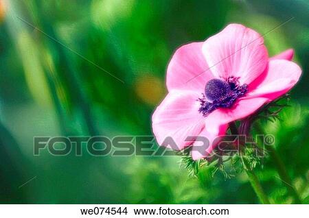 Pink Anemone Poppy Flower. Anemone coronaria. April 2007, Maryland, USA View Large Photo Image Picture - Pink Anemone Poppy Flower. Anemone coronaria. April 2007, Maryland, USA. Fotosearch