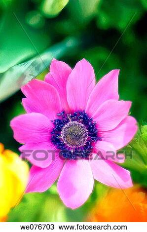 Pink Anemone Poppy Flower. Anemone coronaria. April 2007, Maryland, USA View Large Photo Image Stock Image - Pink Anemone Poppy Flower. Anemone coronaria. April 2007, Maryland, USA. Fotosearch