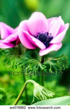 Pink Anemone Poppy Flower. Anemone coronaria. April 2007, Maryland, USA View Large Photo Image Stock Image - Pink Anemone Poppy Flower. Anemone coronaria. April 2007, Maryland, USA. Fotosearch