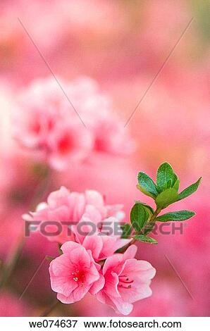 Pink Azalea Blossom. Azalea hybrid. March 2007, South Carolina, USA View Large Photo Image Stock Photo - Pink Azalea Blossom. Azalea hybrid. March 2007, South Carolina, USA. Fotosearch