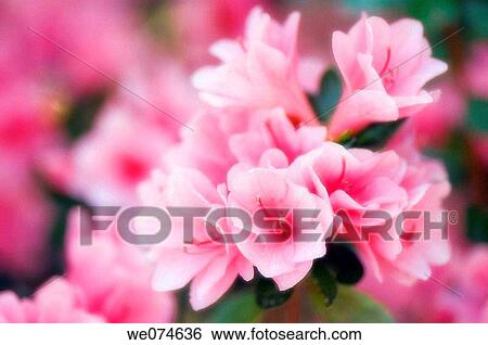 Pink Azalea Blossom. Azalea hybrid. March 2007, South Carolina, USA View Large Photo Image Stock Photograph - Pink Azalea Blossom. Azalea hybrid. March 2007, South Carolina, USA. Fotosearch