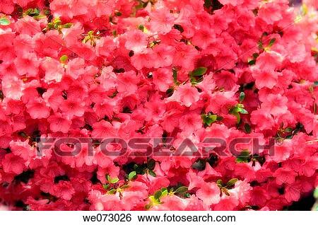 Pink Azalea Blossom Pattern. Rhododendron hybrid. April 2006, Maryland, USA View Large Photo Image Stock Photograph - Pink Azalea Blossom Pattern. Rhododendron hybrid. April 2006, Maryland, USA. Fotosearch