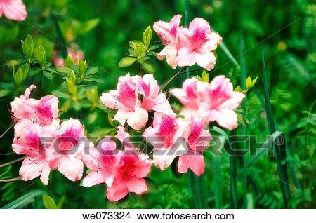 Pink Azalea Blossom. Rhododendron hybrid. March 2006, Maryland, USA View Large Photo Image Picture - Pink Azalea Blossom. Rhododendron hybrid. March 2006, Maryland, USA. Fotosearch