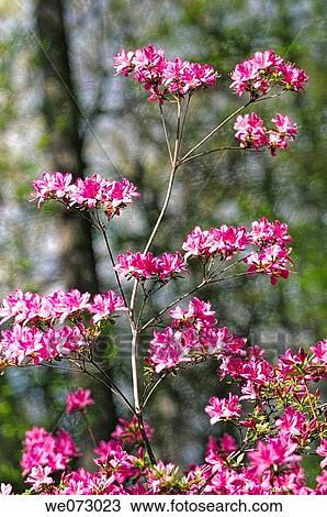 Pink Azalea Blossom. Rhododendron hybrid. April 2006, Maryland, USA View Large Photo Image Stock Image - Pink Azalea Blossom. Rhododendron hybrid. April 2006, Maryland, USA. Fotosearch