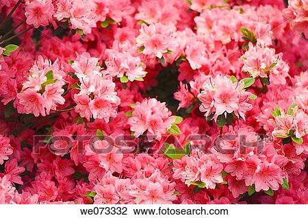 Pink Azalea Blossom. Rhododendron hybrid. May 2007, Maryland, USA View Large Photo Image Stock Image - Pink Azalea Blossom. Rhododendron hybrid. May 2007, Maryland, USA. Fotosearch