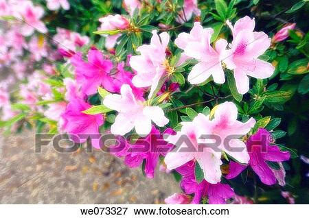 Pink Azalea Blossom. Rhododendron hybrid. March 2006, Maryland, USA View Large Photo Image Stock Photo - Pink Azalea Blossom. Rhododendron hybrid. March 2006, Maryland, USA. Fotosearch